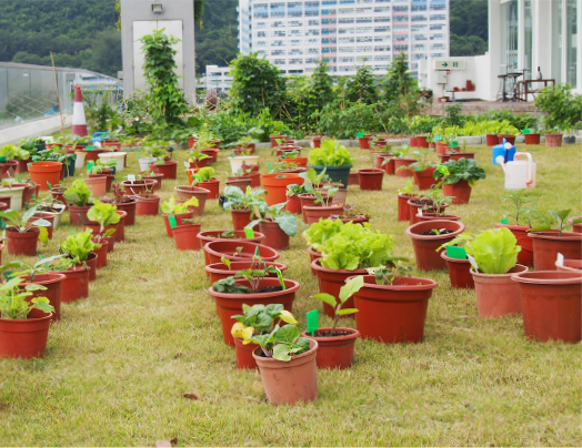 綜合教學大樓的天台花園約在2012年建成，自此建築學院的教職員和學生便在這兒種植農作物。