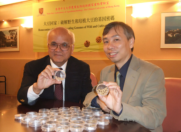 The soya bean is native to China, but having been grown in other lands for many years it has lost some of its genetic robustness. The <b>Homecoming of Soybeans</b> project aims at restoring the crop’s stress tolerance and enabling it to be grown in more parts of China. Prof. Samuel Sun (left) and Prof. Lam Hon-ming are at the helm of this meaningful project.