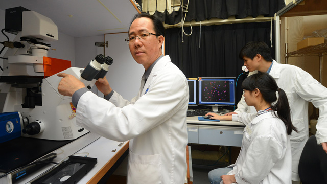 The new findings of the research team led by Prof. Fung Ming-Chiu from the School of Life Sciences reveal that normal cells can reverse apoptosis as cancer cells do. And reversal of apoptosis may cause normal cells to become carcinogenic.